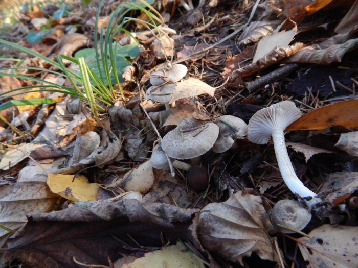Hygrophorus latitabundus