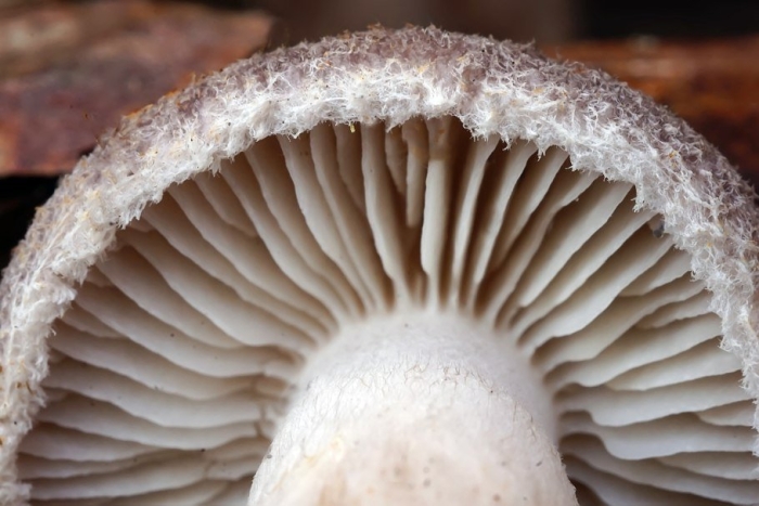 Волоконница волокнистая гриб