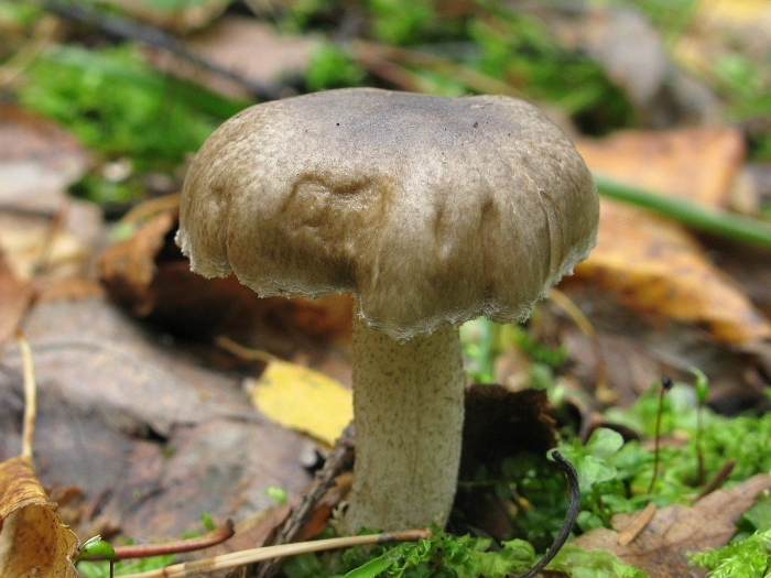 Гигрофор пятнистый