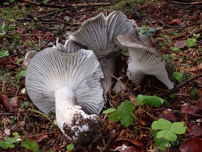 Hygrophorus marzuolus