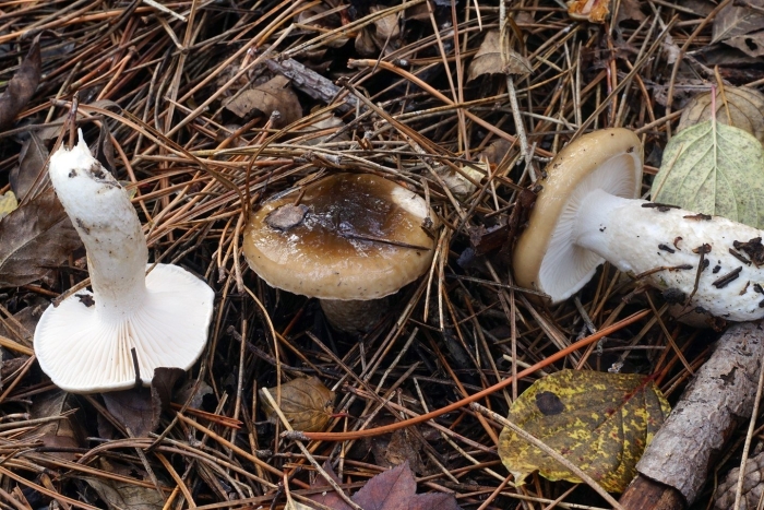 Подгруздок чёрный russula adusta
