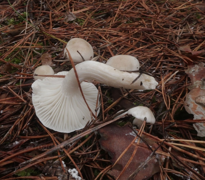 Гигрофор благоуханный hygrophorus agathosmus