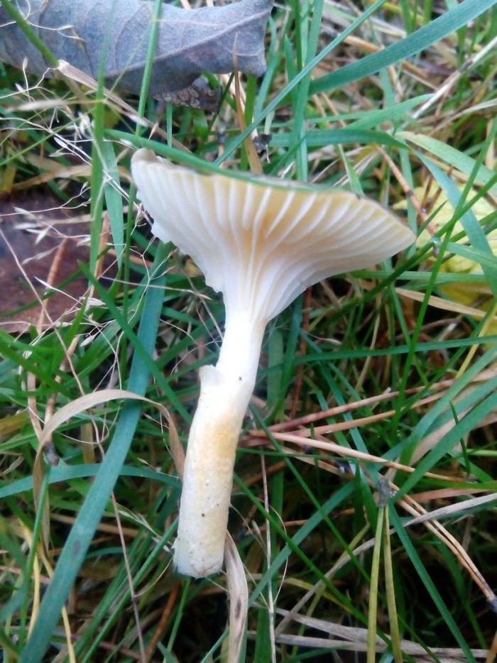 Говорушка булавоногая ampulloclitocybe clavipes