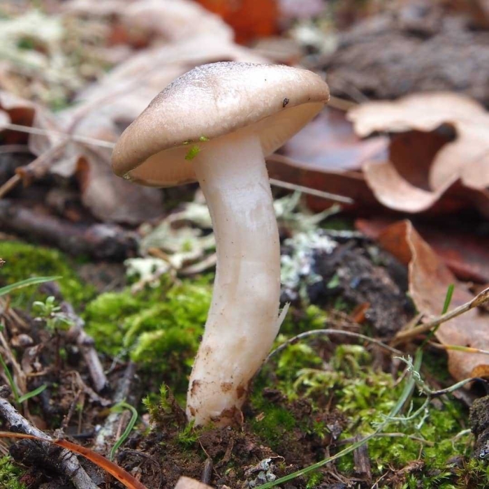 Гриб говорушка дымчатая