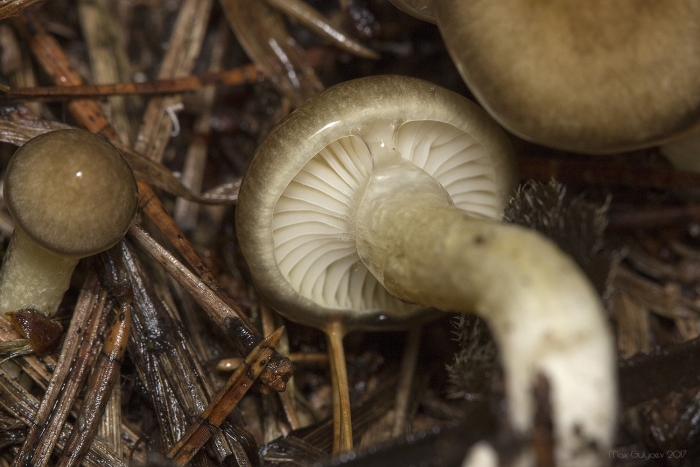Hygrophorus hypothejus