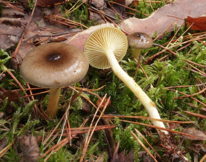 Гигрофор поздний (бурый)