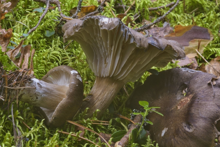 Мокруха еловая гриб