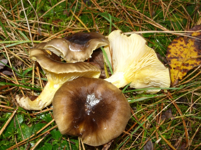 Гигрофор буковый гриб