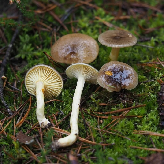 Гигрофор скрывающийся