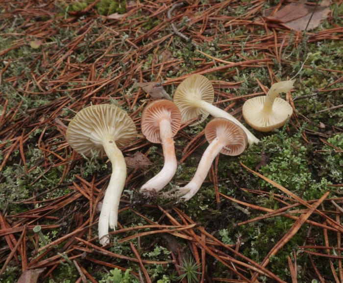 Cuphophyllus pratensis