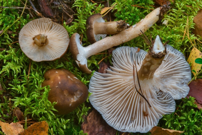 Гигрофор черный hygrophorus camarophyllus