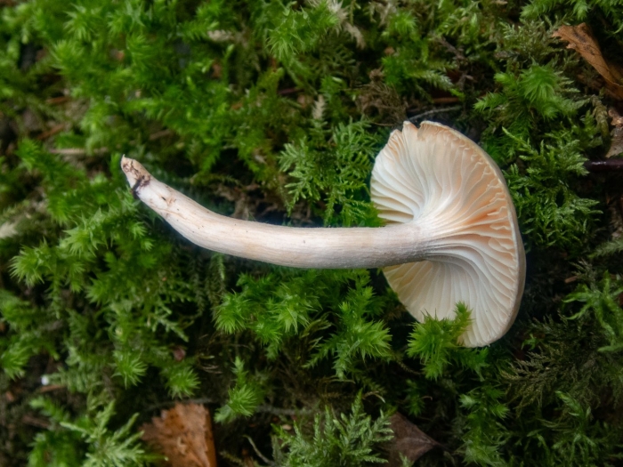 Hygrophorus hedrychii