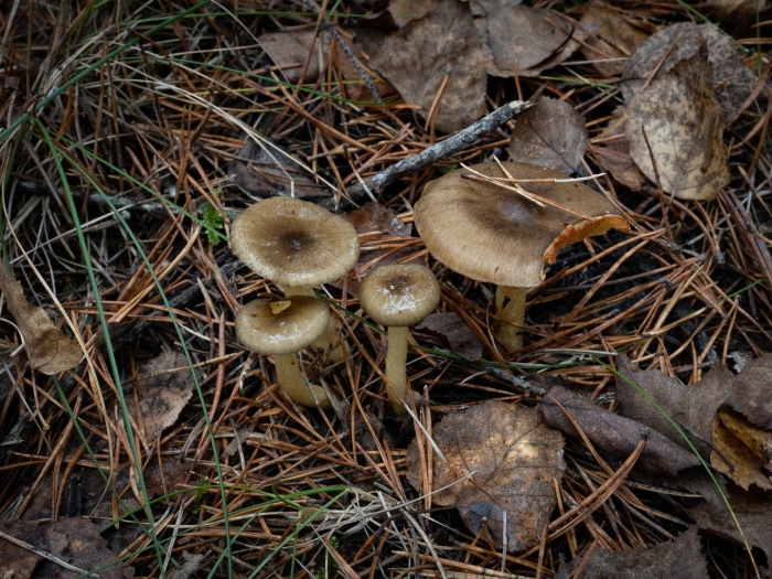 Гигрофор поздний (бурый)