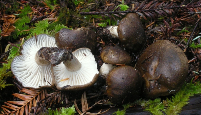Hygrophorus camarophyllus