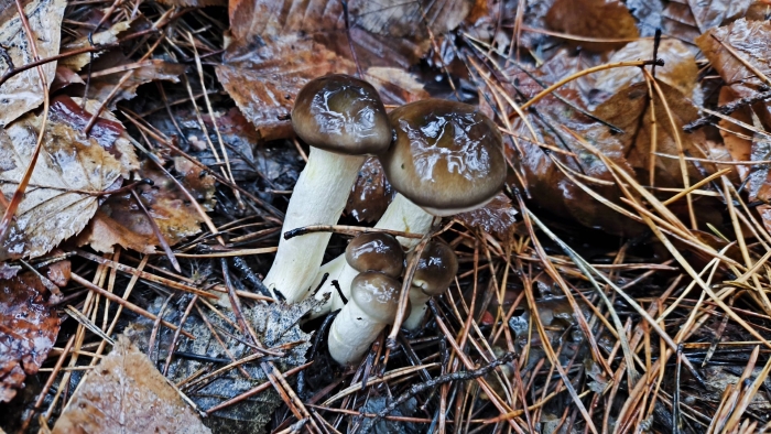 Гигрофор поздний