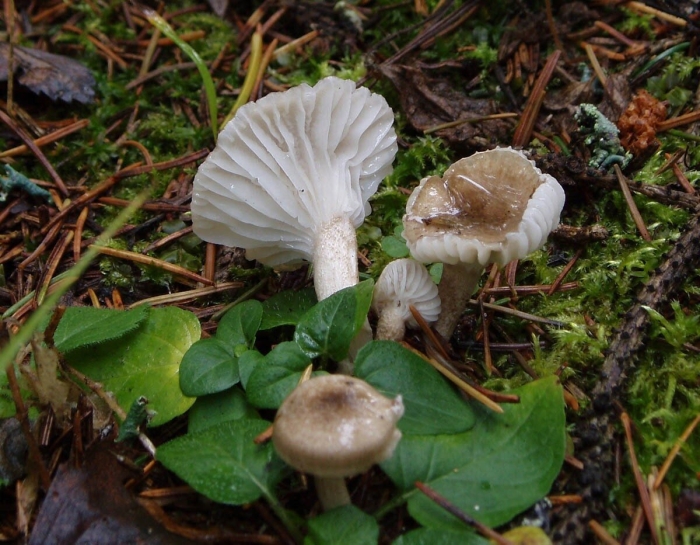 Гигрофор луговой