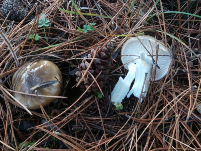 Гигрофор благоуханный hygrophorus agathosmus