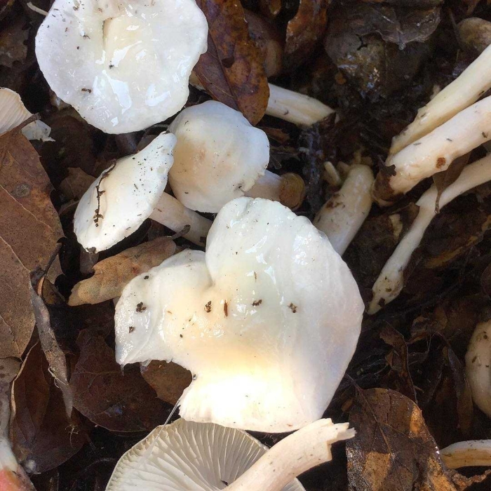 Гигрофор желтовато-белый