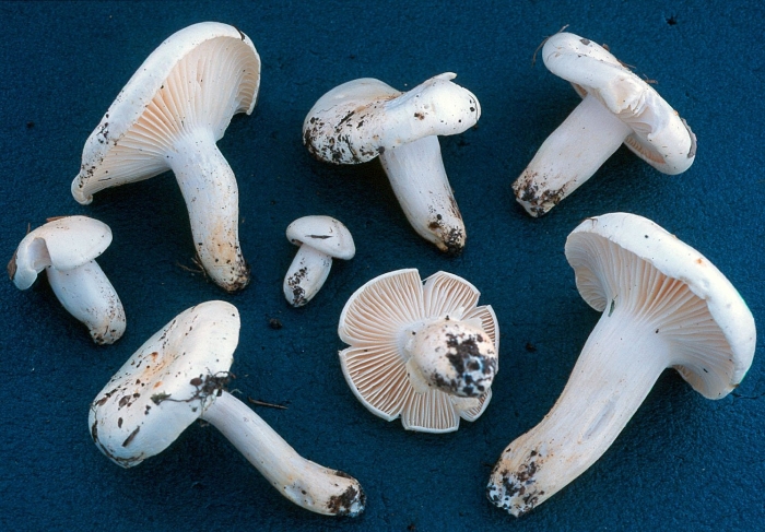Hygrophorus arbustivus
