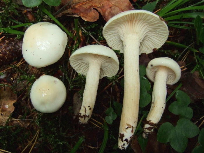 Гигрофор сыроежковый hygrophorus russula