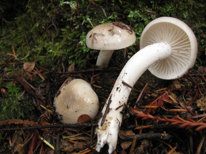 Гигрофор ароматный hygrophorus agathosmus