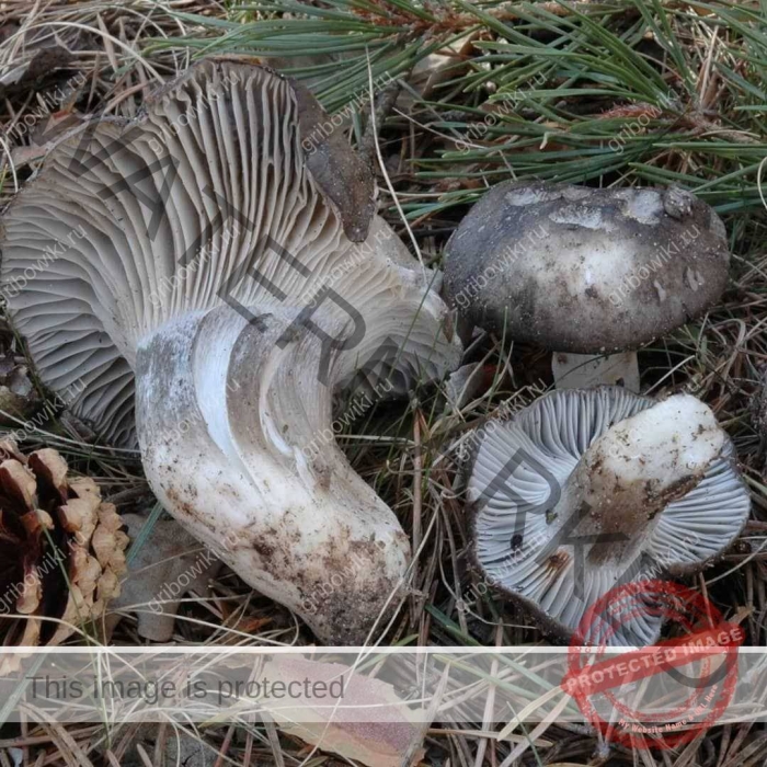 Гигрофор мартовский гриб