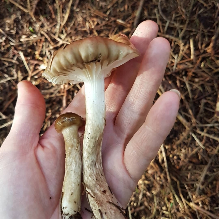 Гигрофор оливково-белый