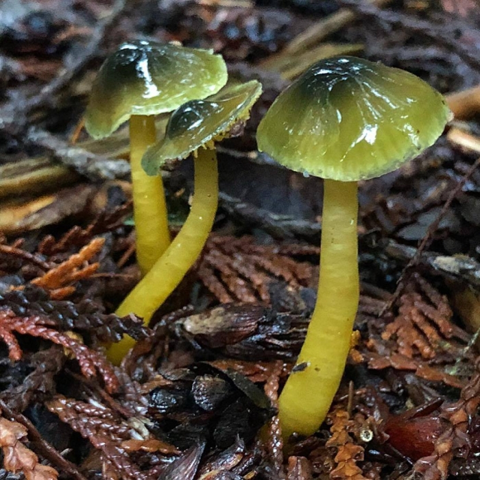 Hygrocybe psittacina