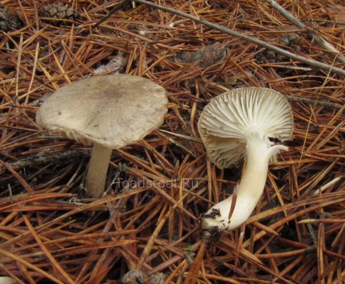 Hygrophorus pustulatus