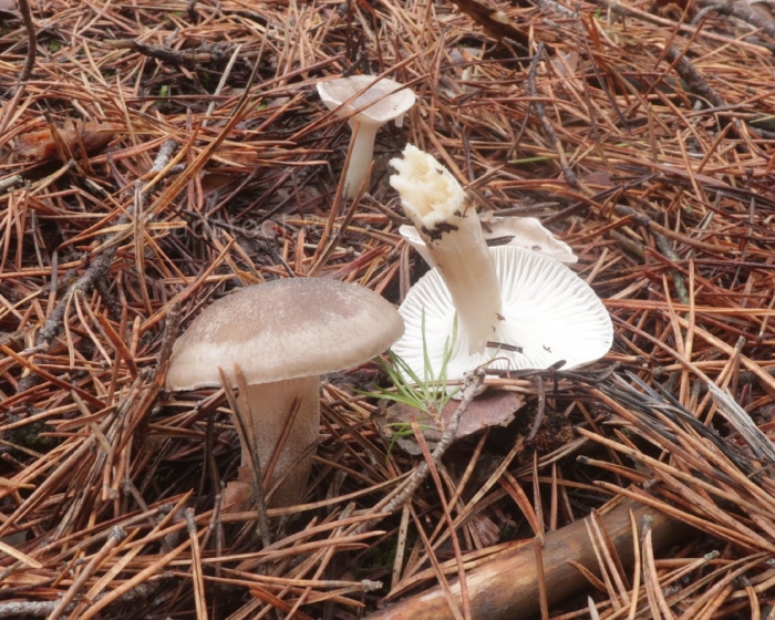 Рядовка гриб