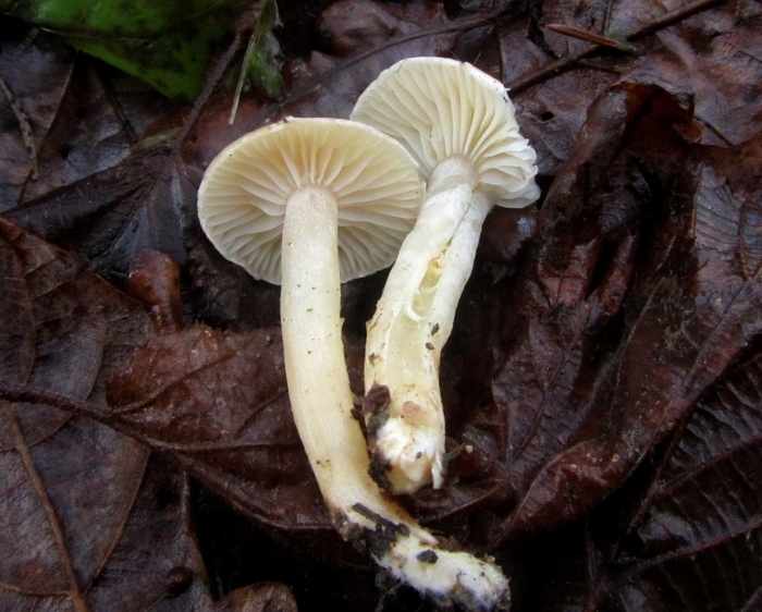 Гигрофор линдтнера