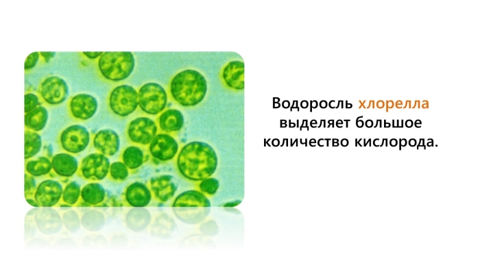 Одноклеточная водоросль хлорелла