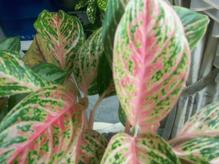 Аглаонема баттерфляй