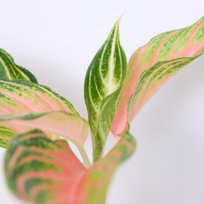 Аглаонема тиволи