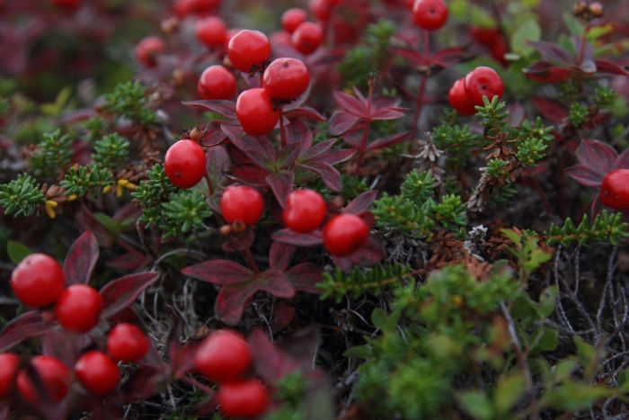 Вороника брусника кольского полуострова