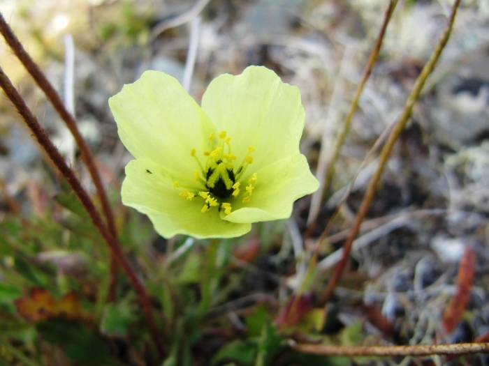 Полярный мак лапландский