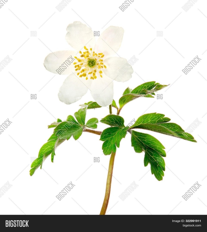 Ветреница дубравная анемона