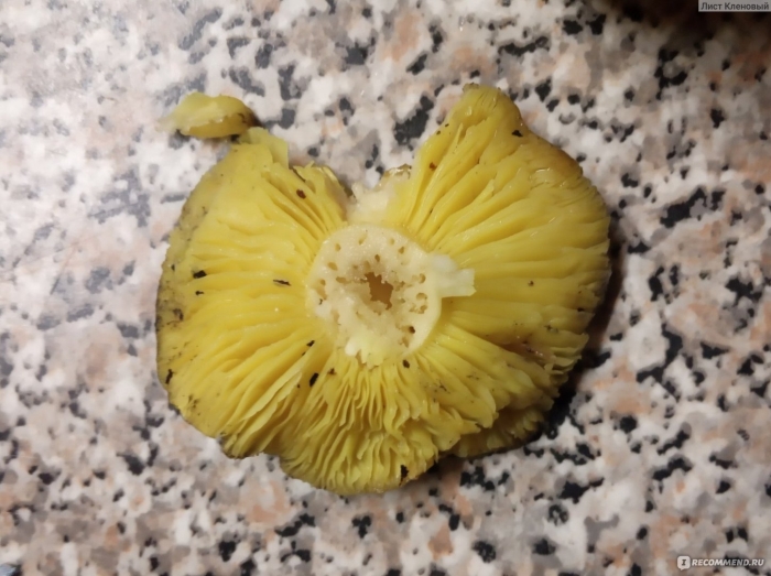 Гриб зеленушка