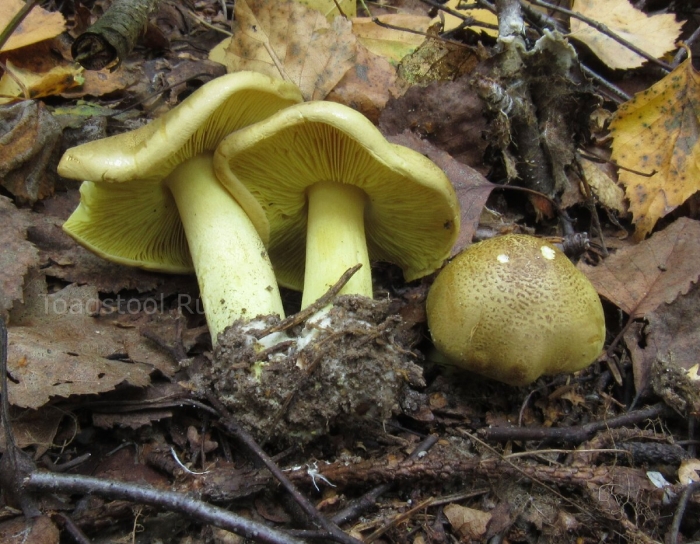 Рядовка зеленая зеленушка