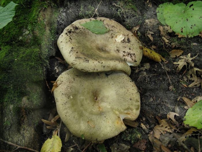 Гриб russula cyanoxantha