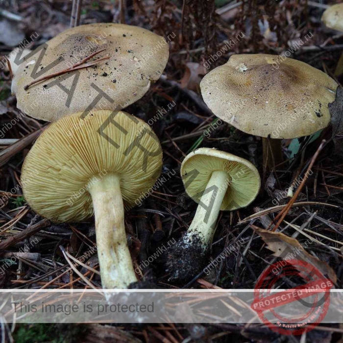 Зеленушка обыкновенная гриб