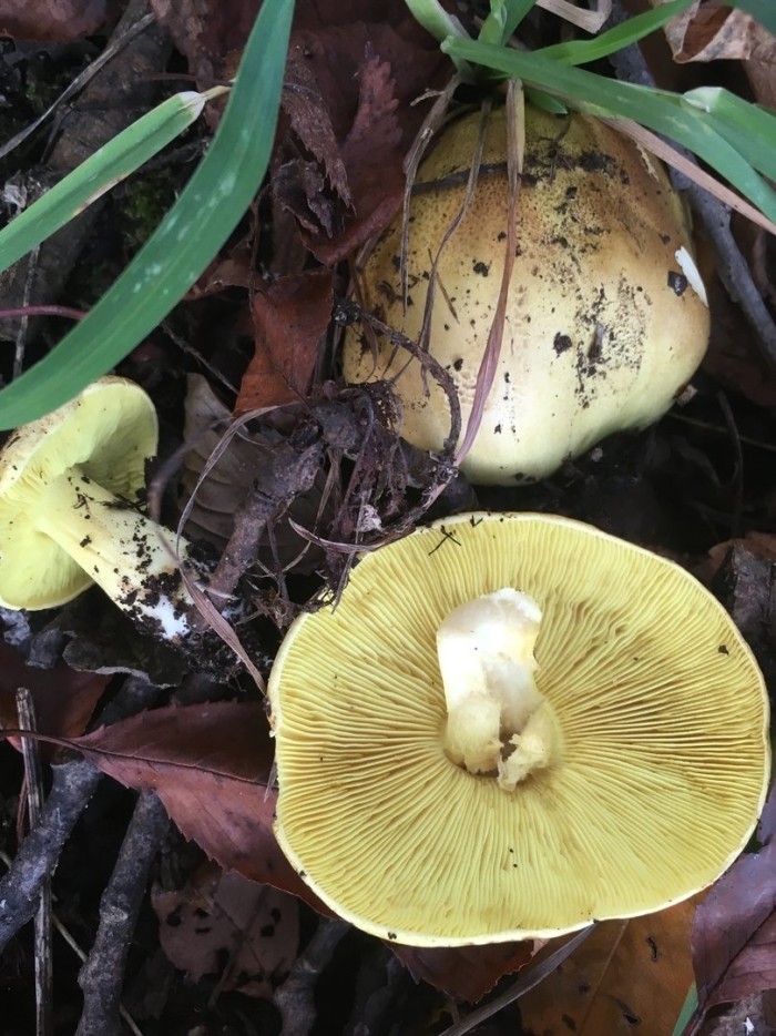 Зеленушка (tricholoma equestre)