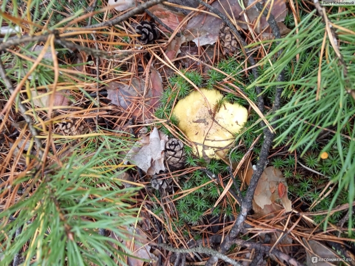 Зеленушка обыкновенная гриб