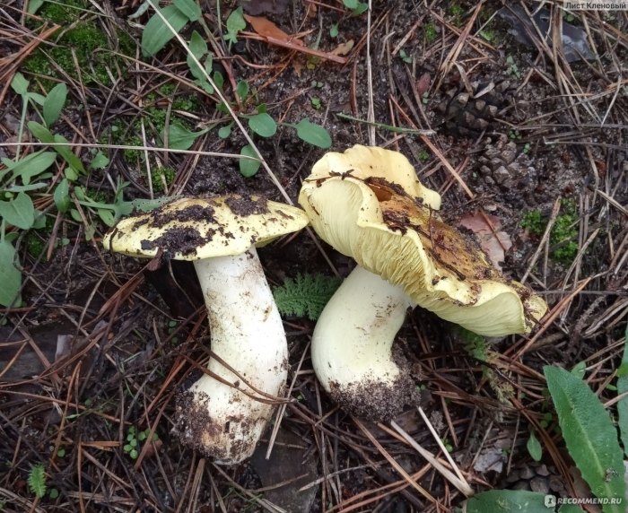 Зеленушка обыкновенная гриб