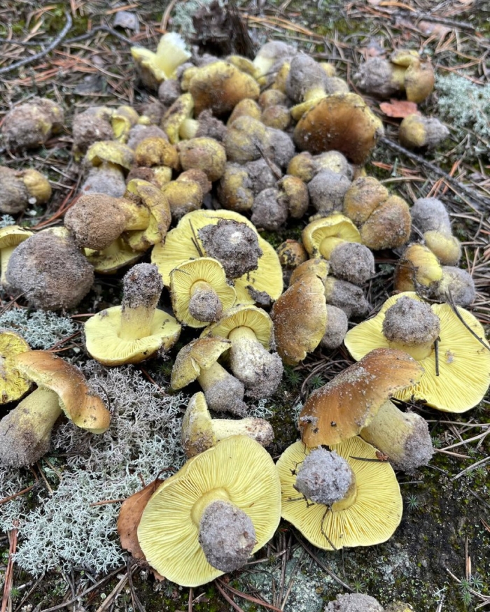 Гриб зеленка