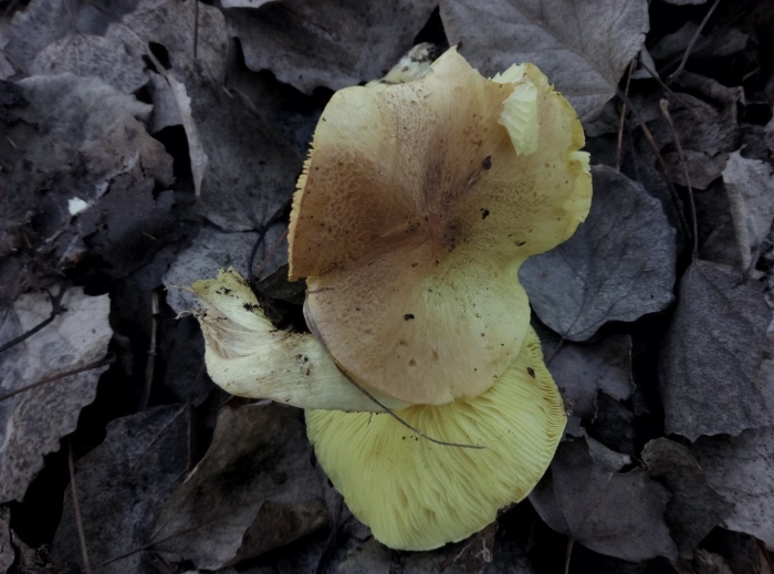 Рядовка желтая гриб