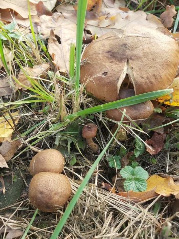 Грибы рядовки коричневые съедобные