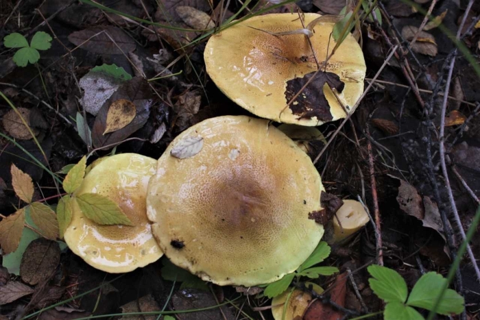 Гриб рядовка