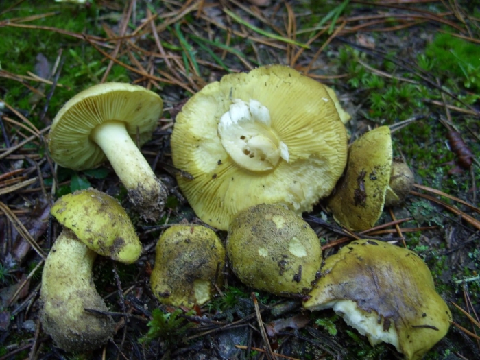 Зеленушка гриб песчаный