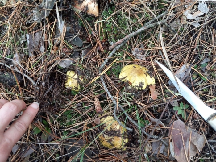 Гриб серушка и зеленушка